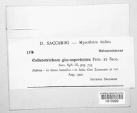 Colletotrichum gloeosporioides image
